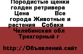 Породистые щенки голден ретривера › Цена ­ 25 000 - Все города Животные и растения » Собаки   . Челябинская обл.,Трехгорный г.